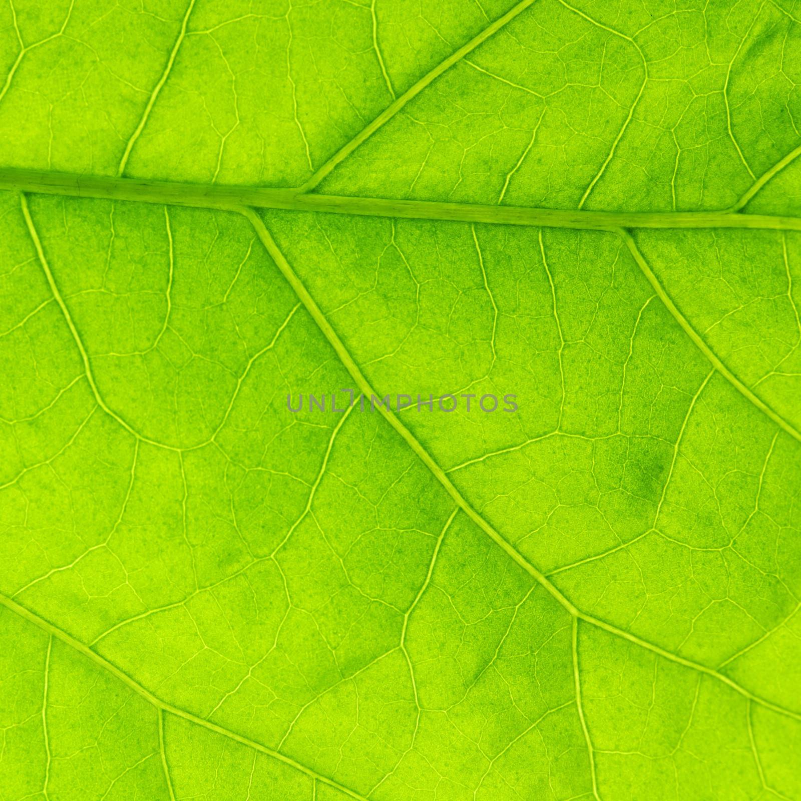 Green leaf texture by Yellowj