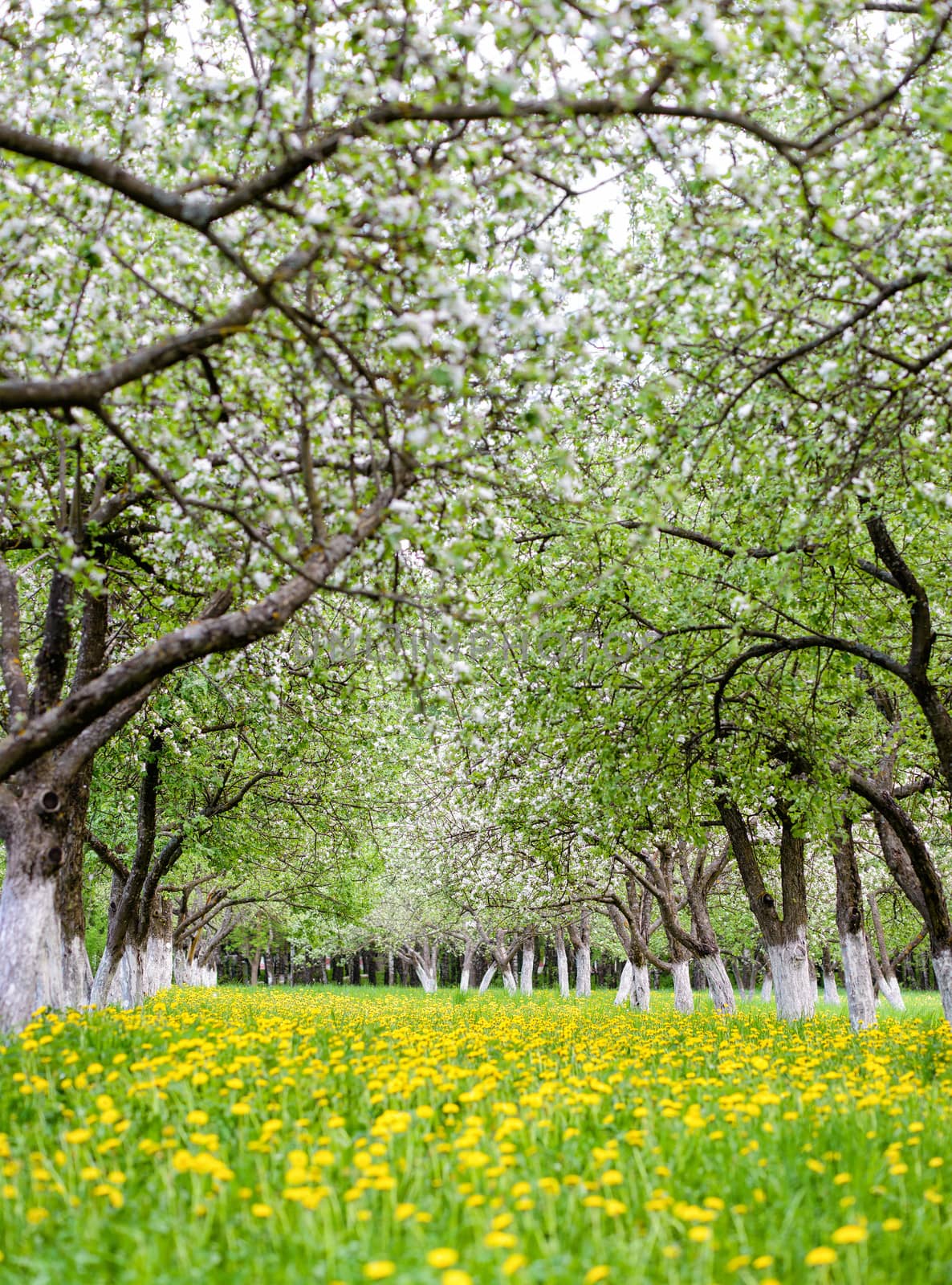 blooming apple garden with dandelions