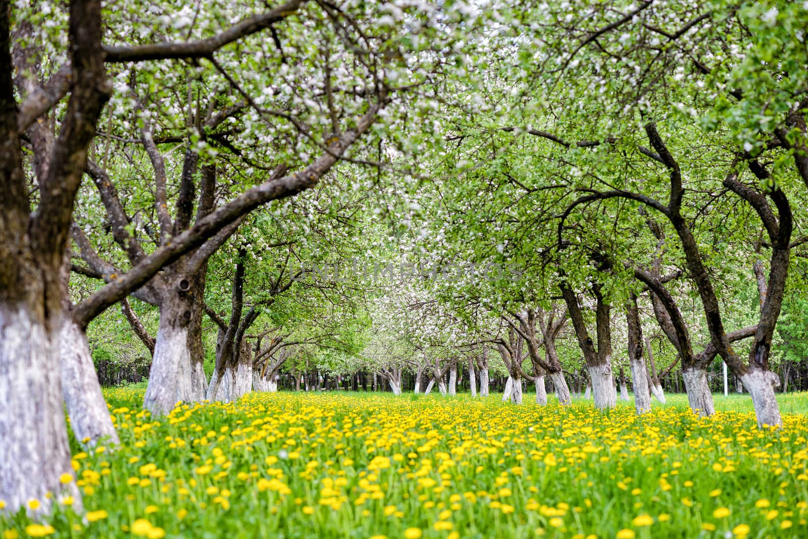 blooming apple garden with dandelions