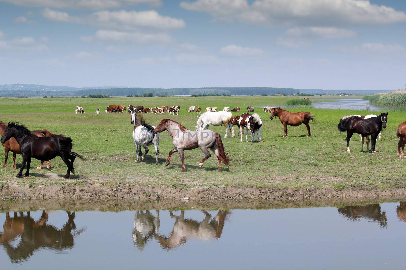 horses running on field farm scene
