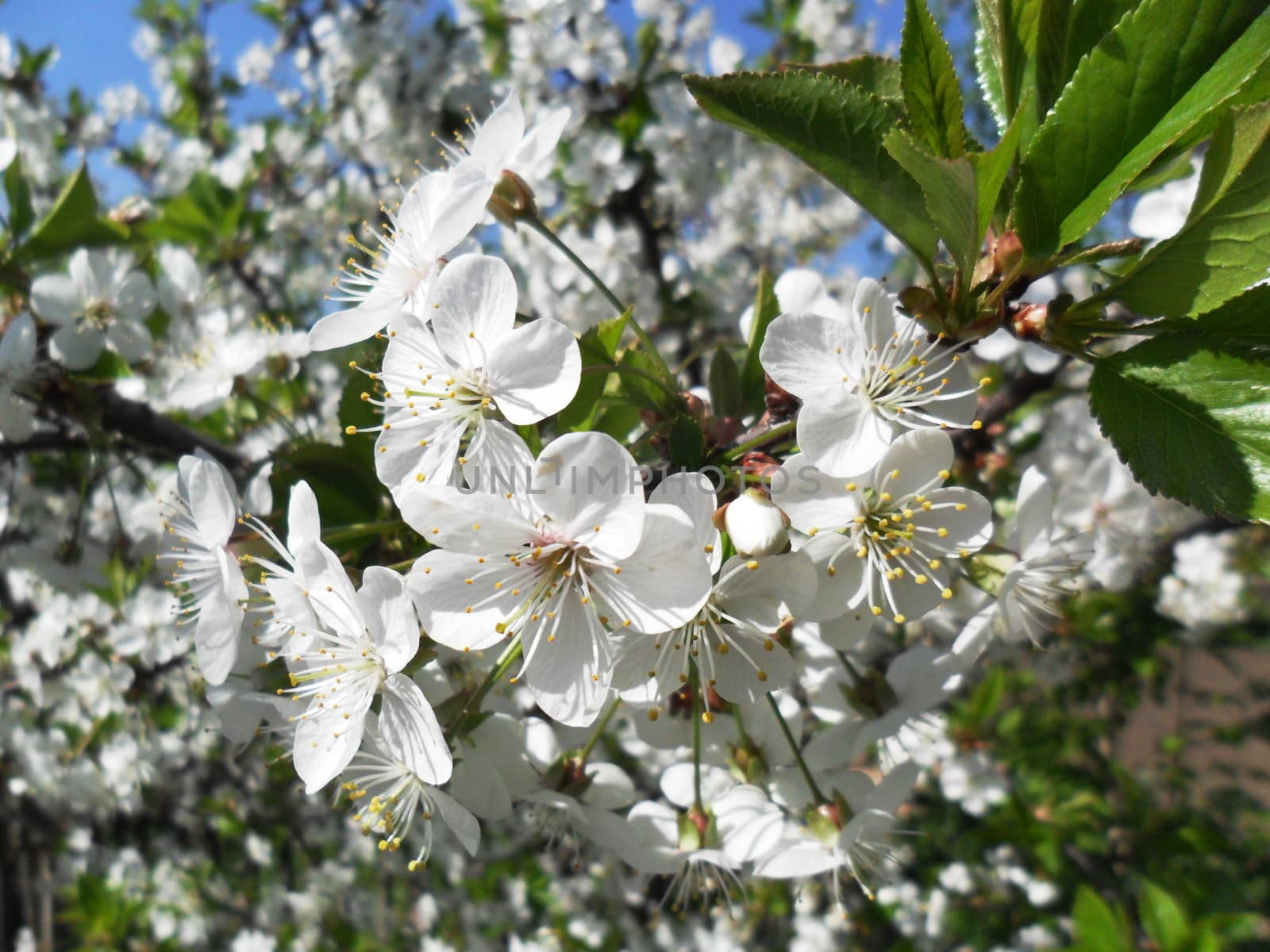 White flowers of apple trees on a
background of green leaves