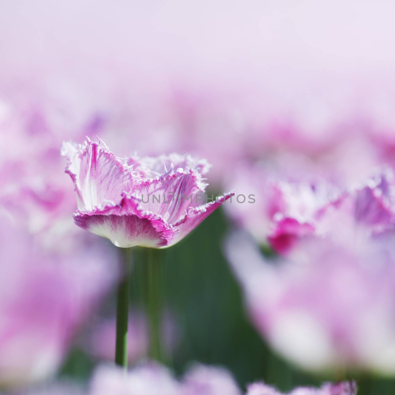 Fresh pink tulips in garden close-up