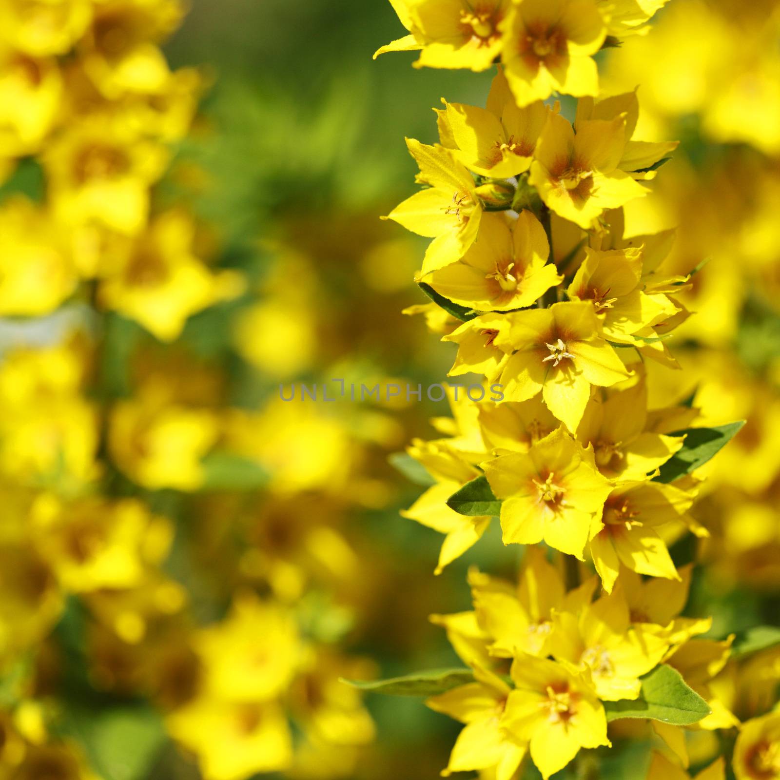 Yellow flowers by Yellowj