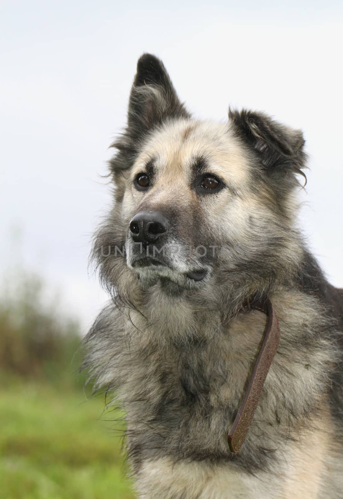 Portrait of a dog