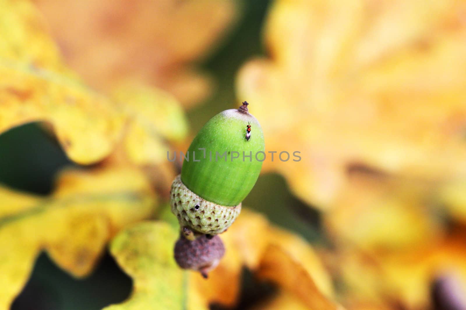 Green acorn on a green background