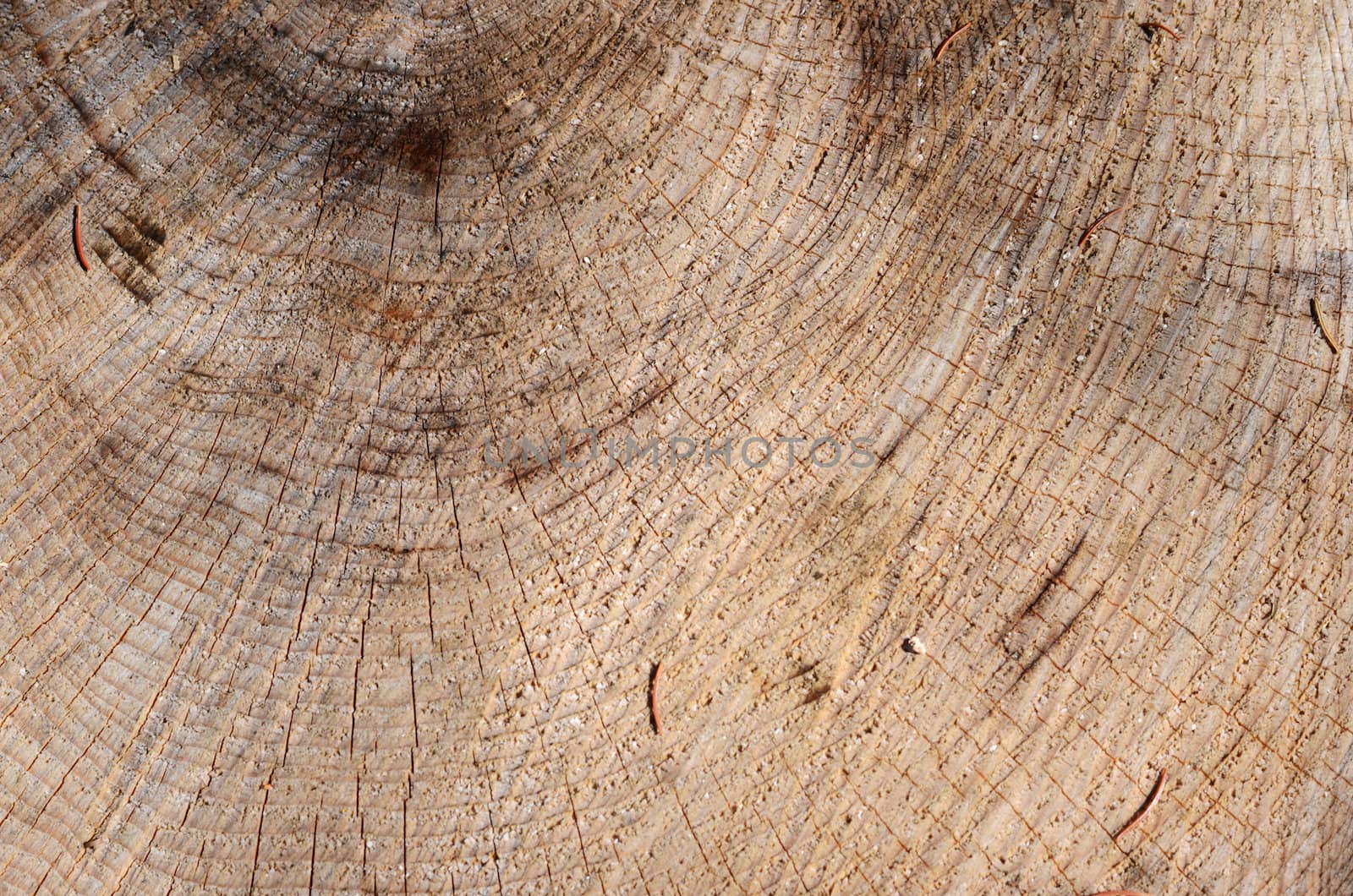 structure of the wood by sarkao