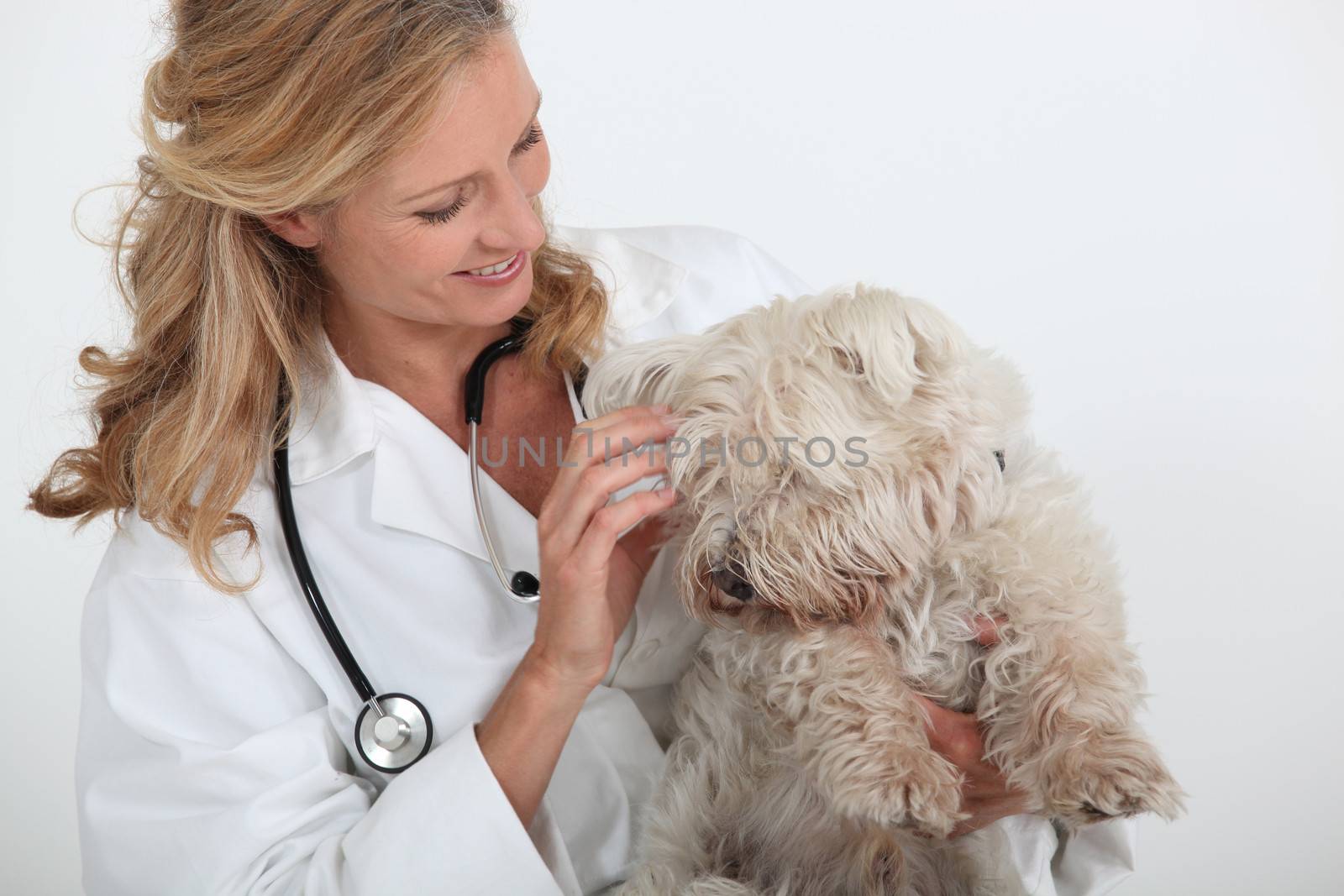 veterinarian holding dog by phovoir