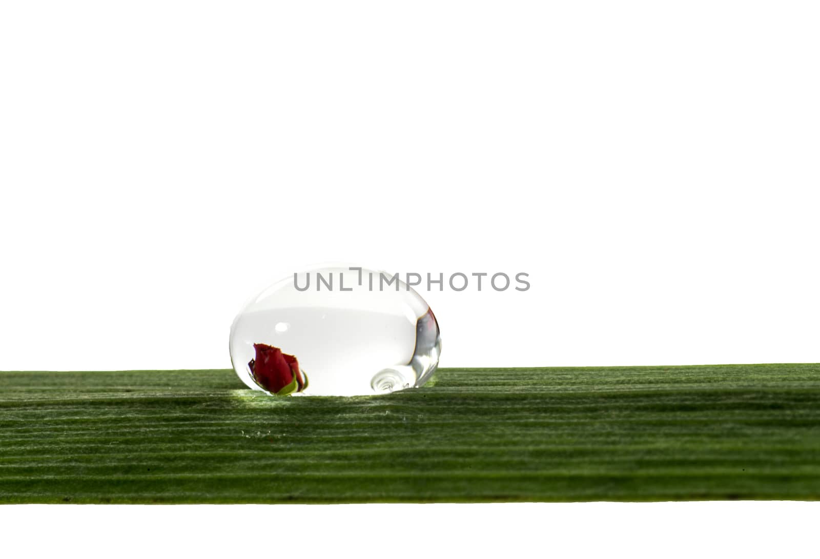 rose refection in water drop on white background