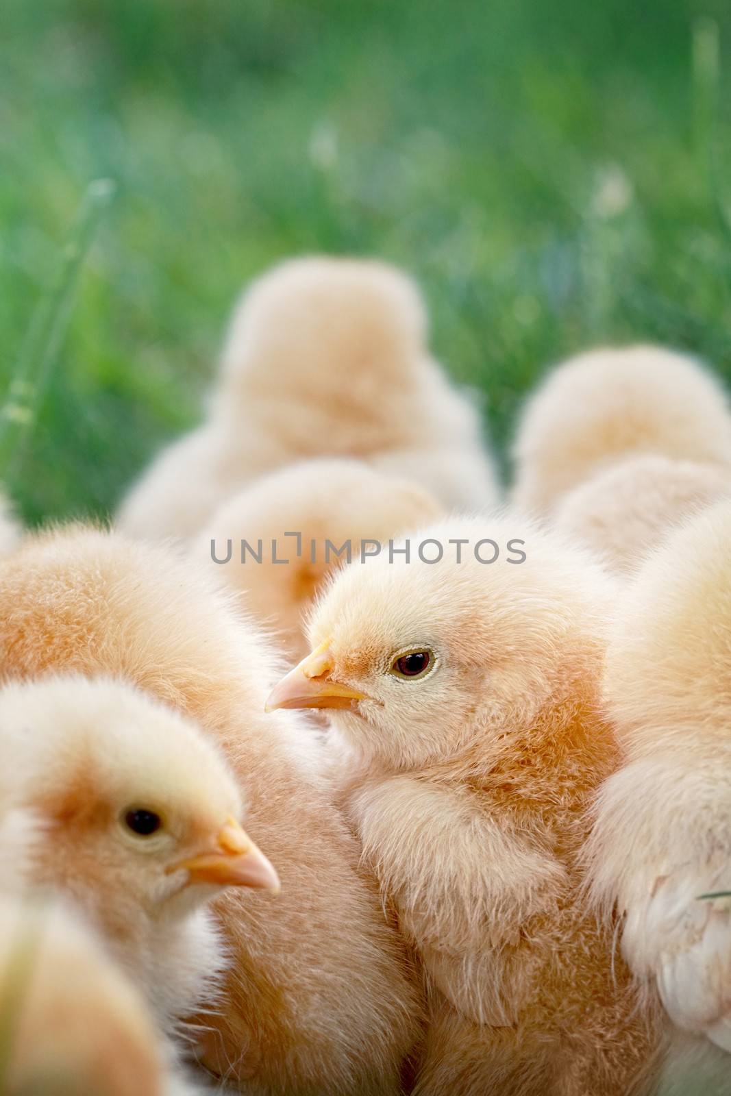 Little Buff Orpington chicks sitting huddled together in the grass. Extreme shallow depth of field. Selective focus on center chick. 