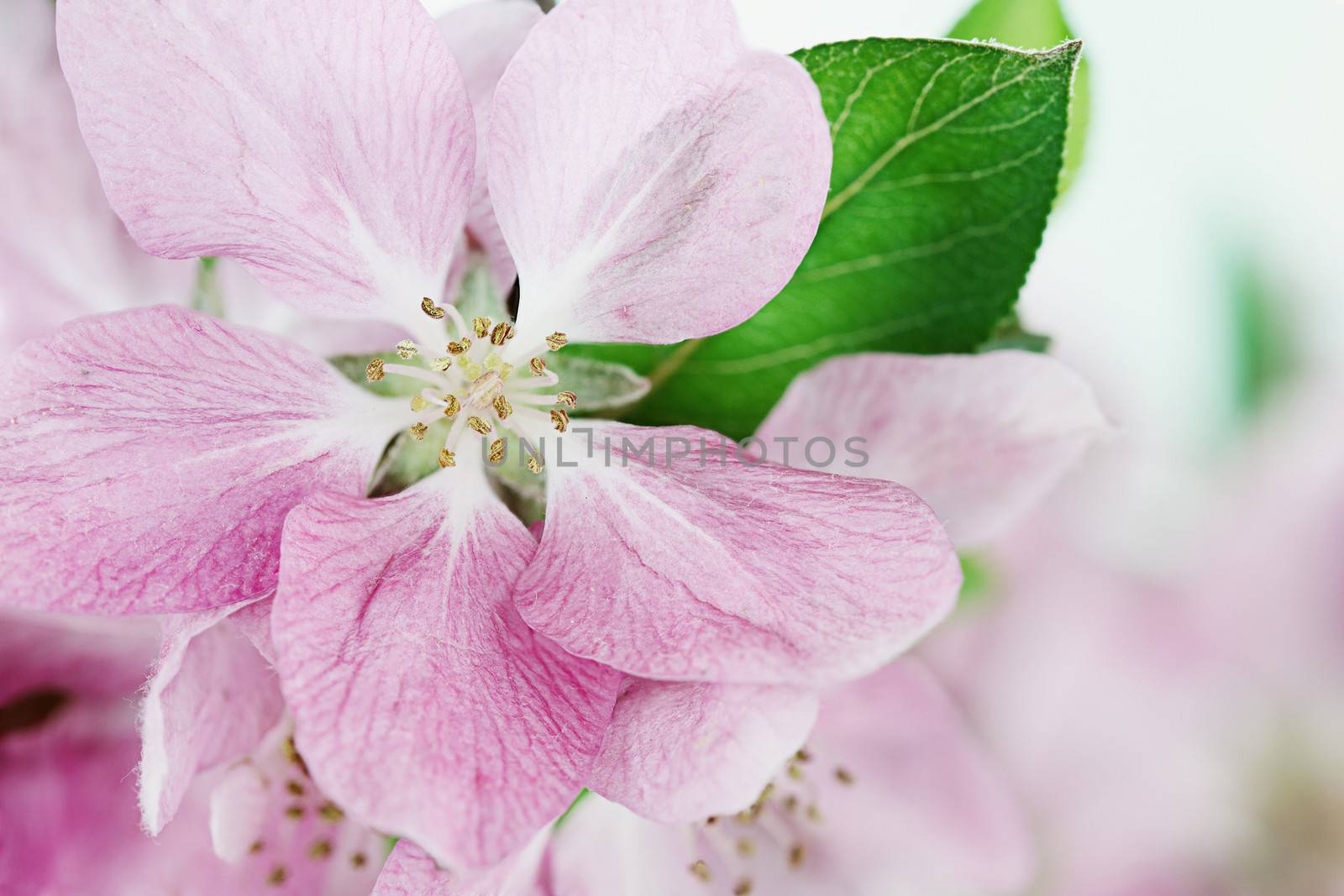 Beautiful close up of pink crab apple tree blossoms with shallow depth of field.