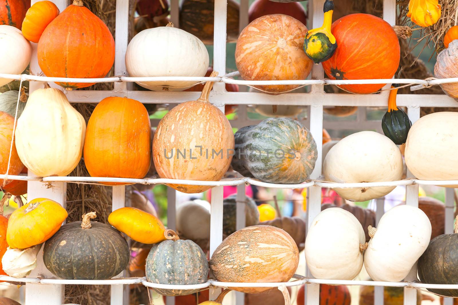 Pumpkins with different colours