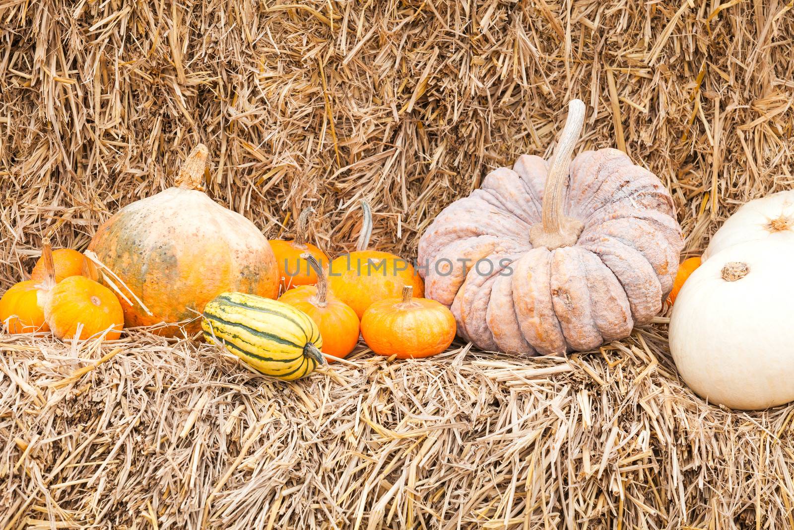 Pumpkins with different colours in the field