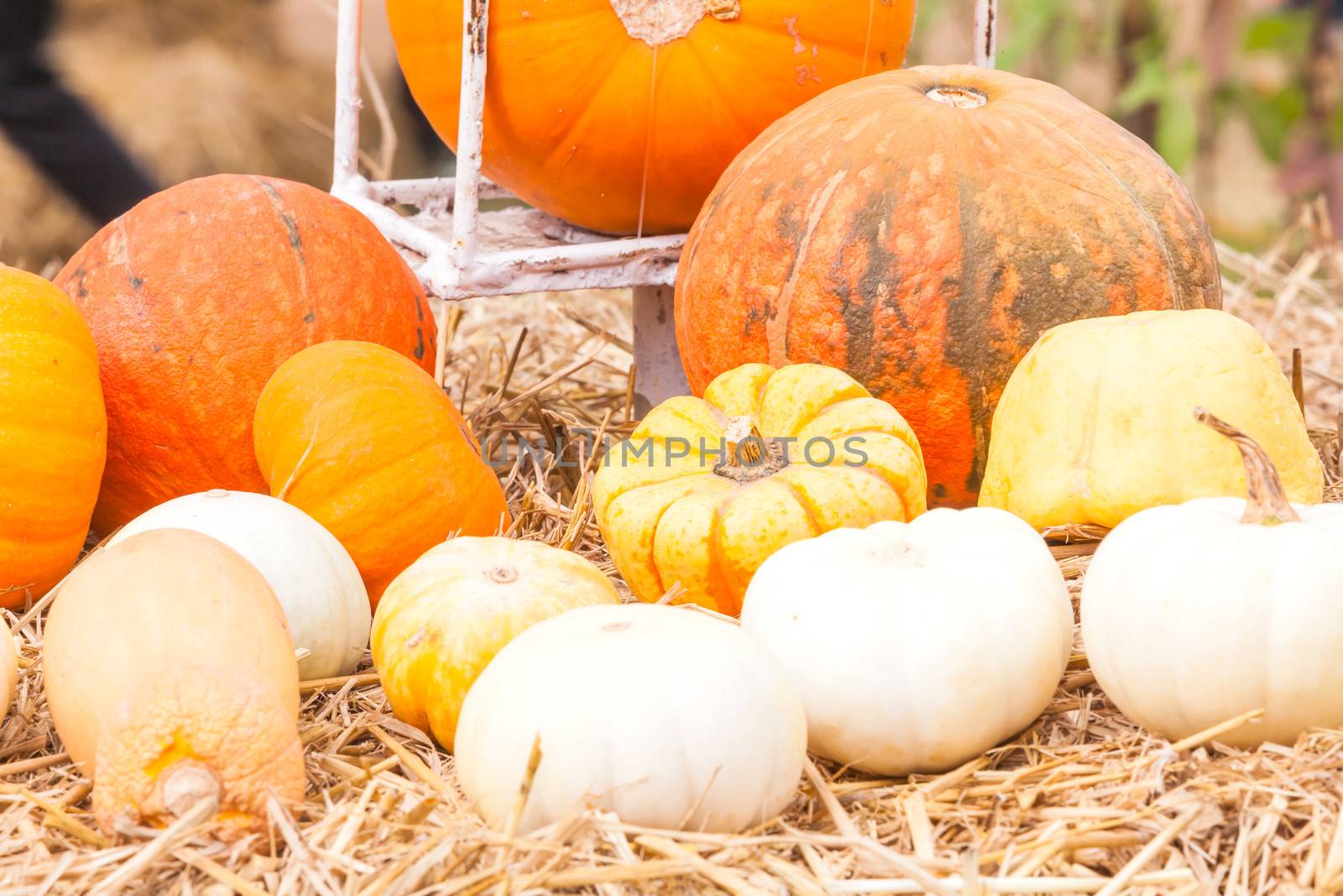 Pumpkins with different colours in the field