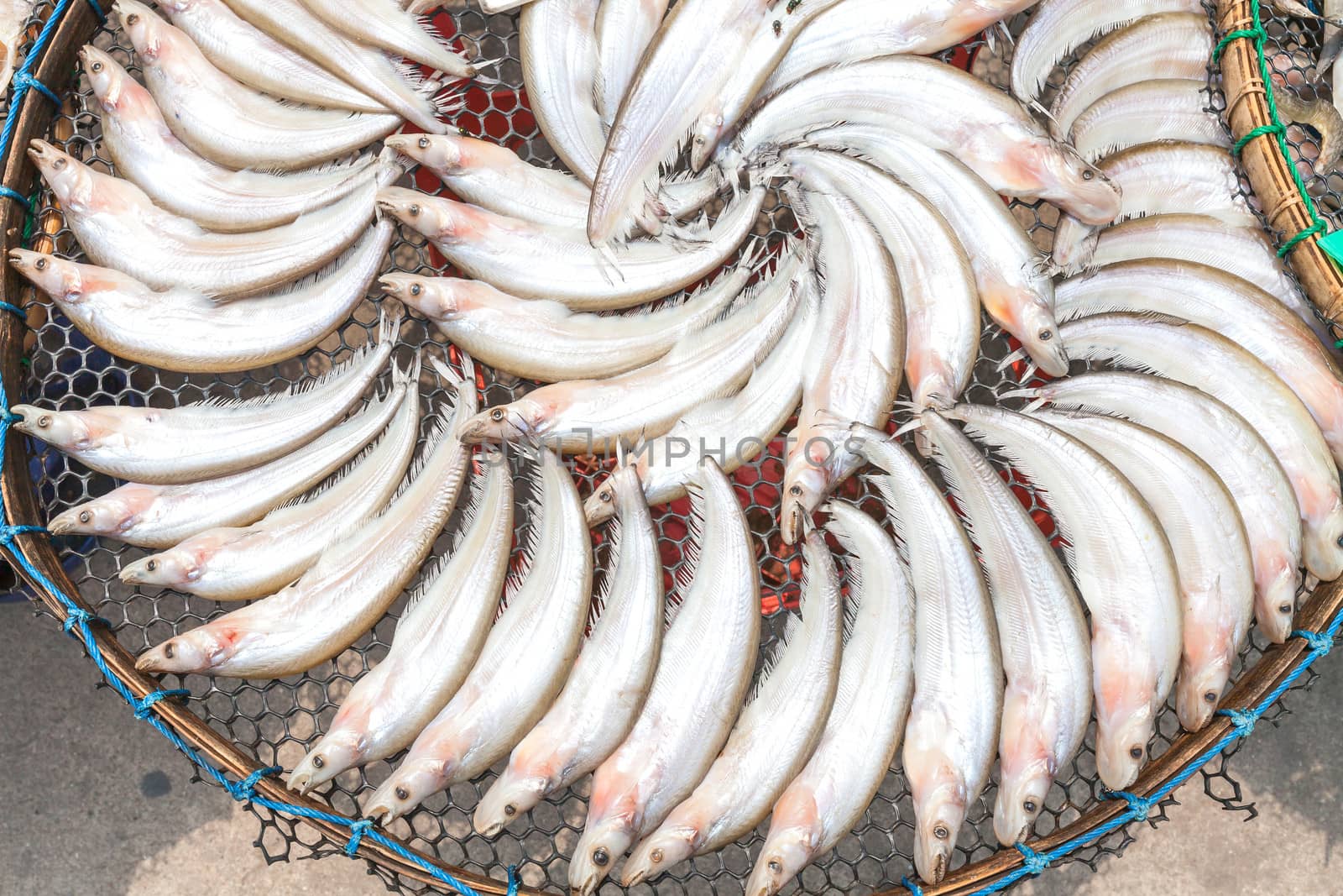 Dry Gourami fish, in a circle on bamboo plate