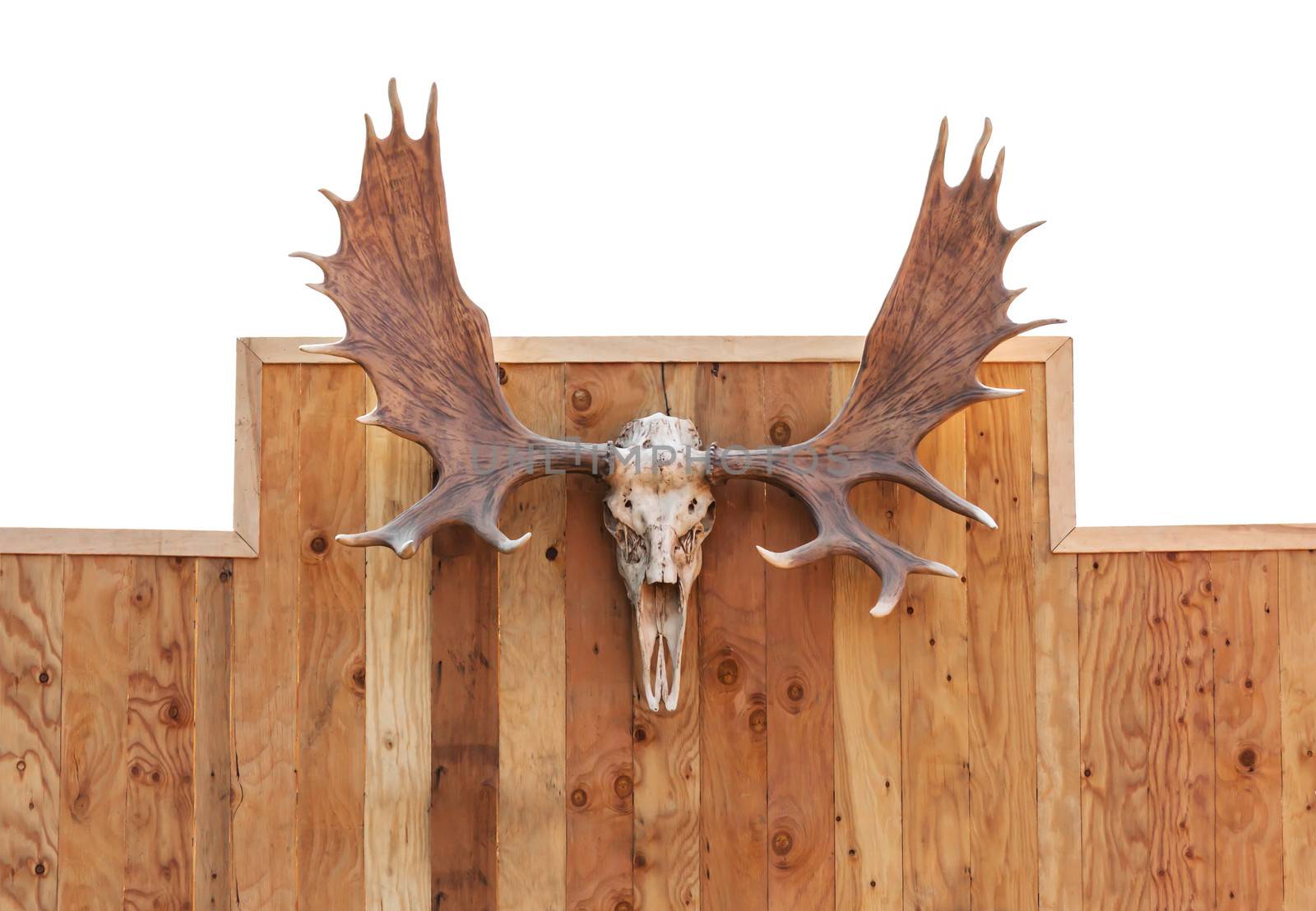 Skull Moose front view  hung on wooden wall