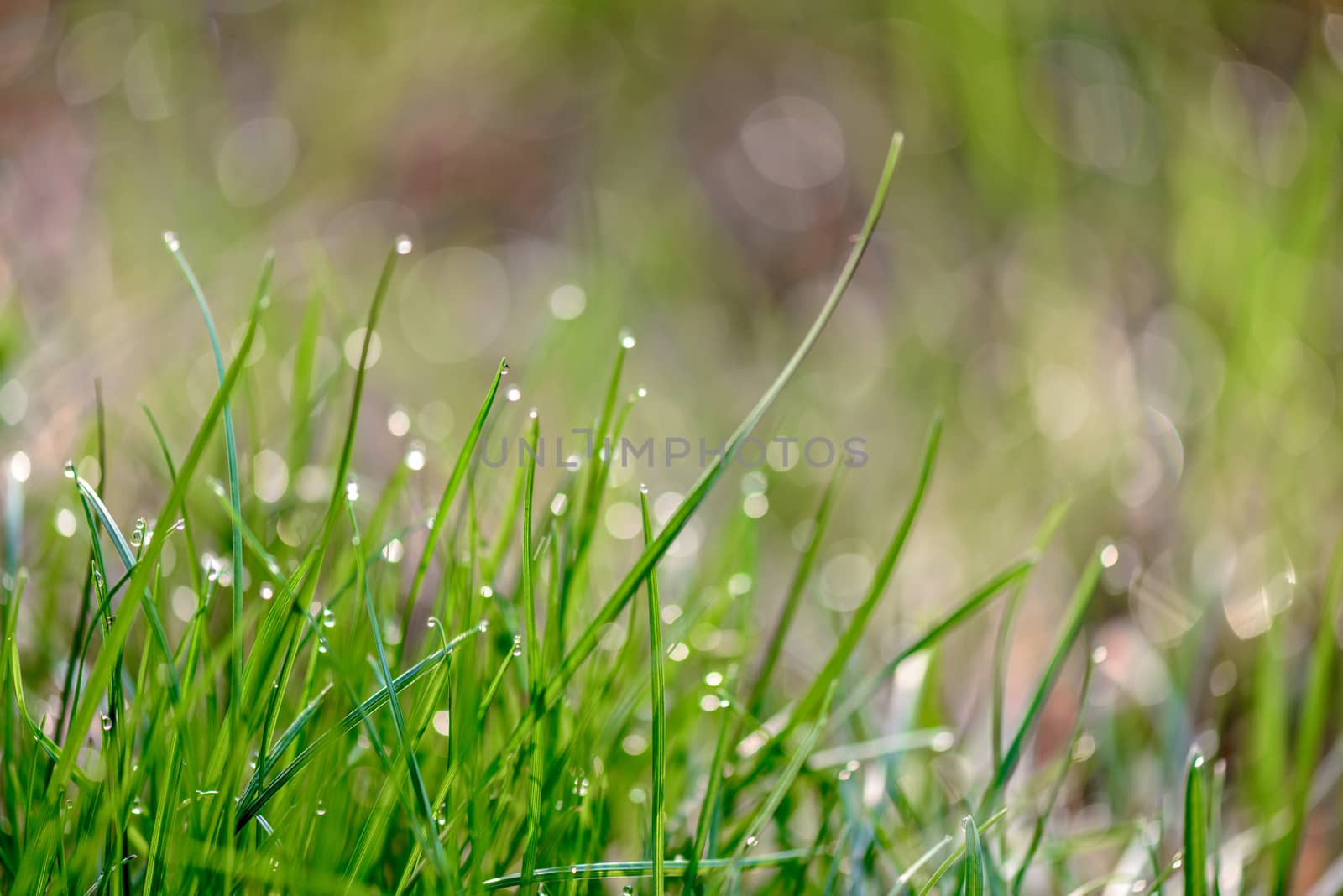 Close-up view of dew drops on green grass