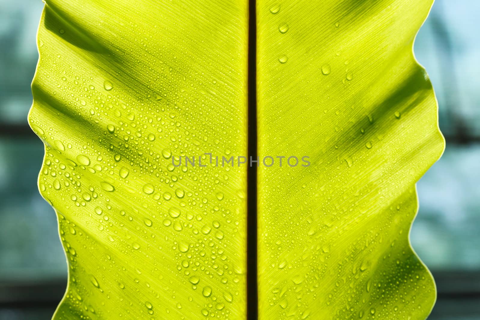 Green leaf with drops of water  by jame_j@homail.com