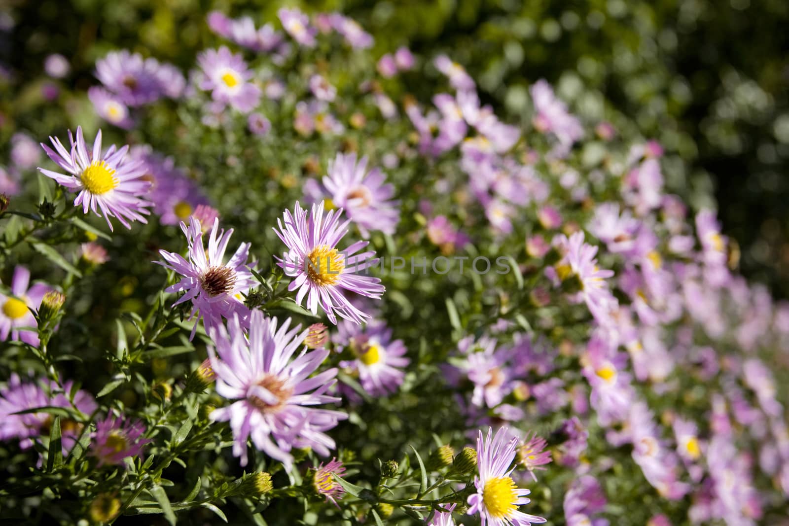 background of violet chamomiles