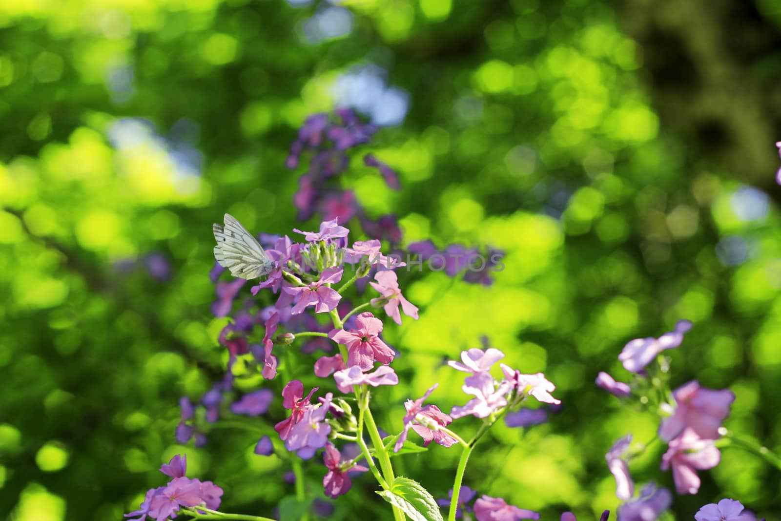 Butterfly on the blue flower on the summer meadow