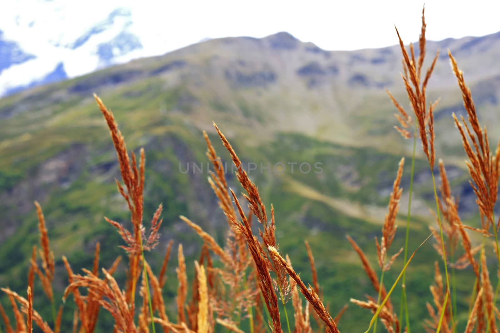 Ears of yellow grass growing on the meadow