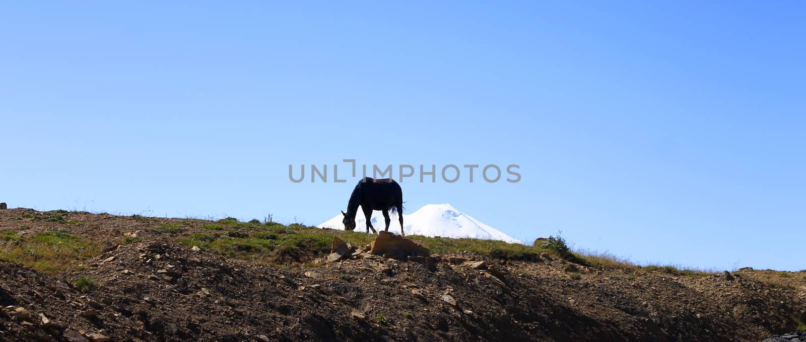 Horses on the summer autumn caucasus meadow