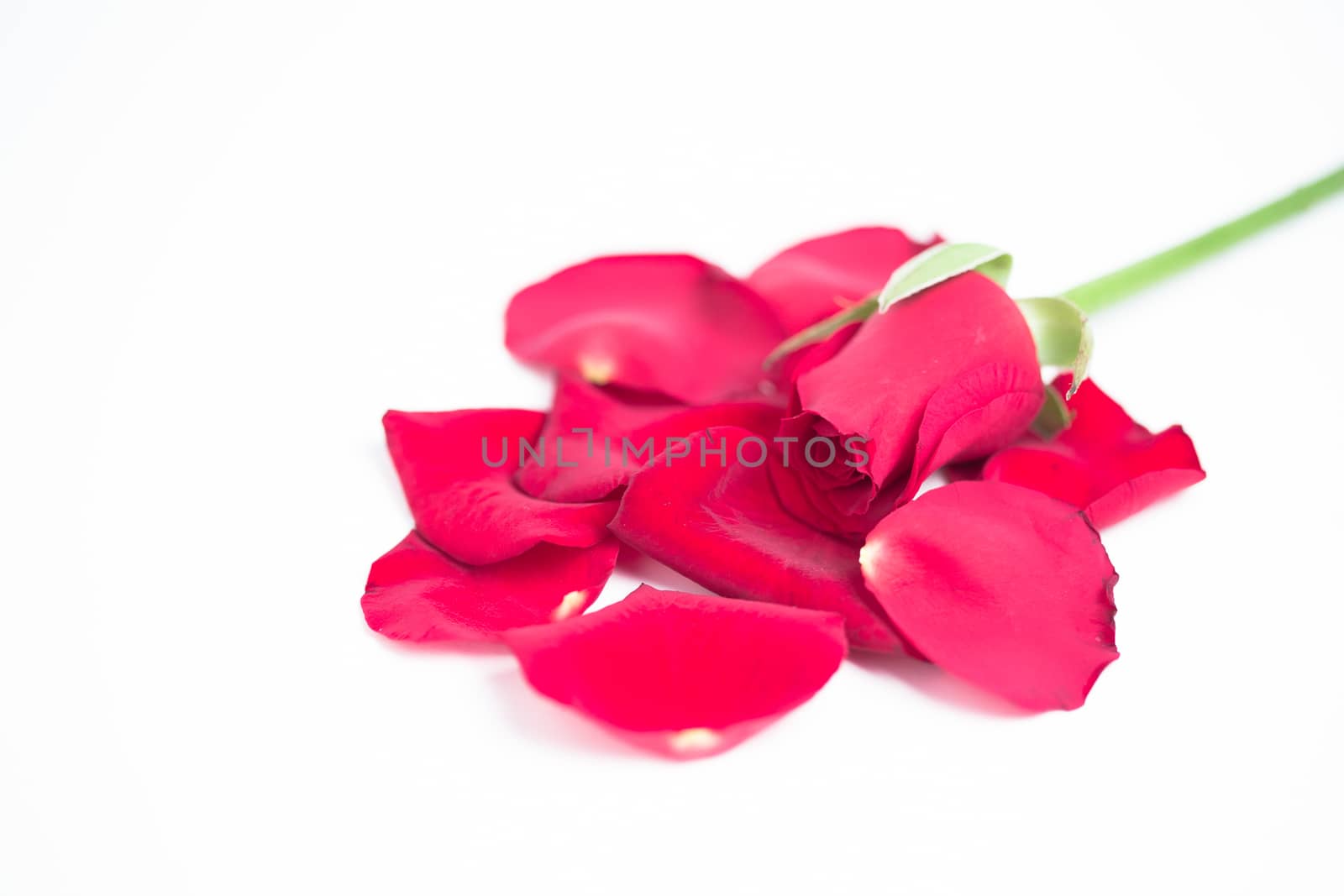 Pink rose and petals on white background