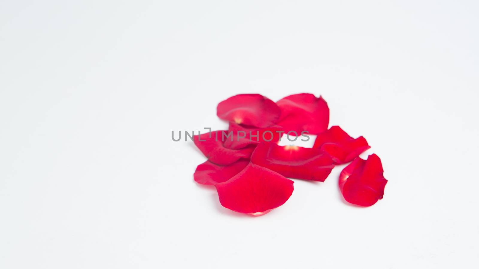 Rose petals on white background