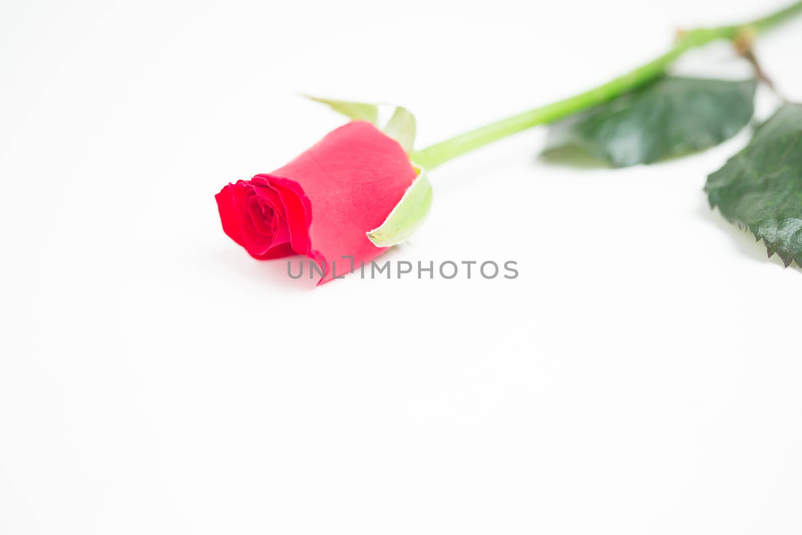 Pink rose with stalk and leaves by Wavebreakmedia