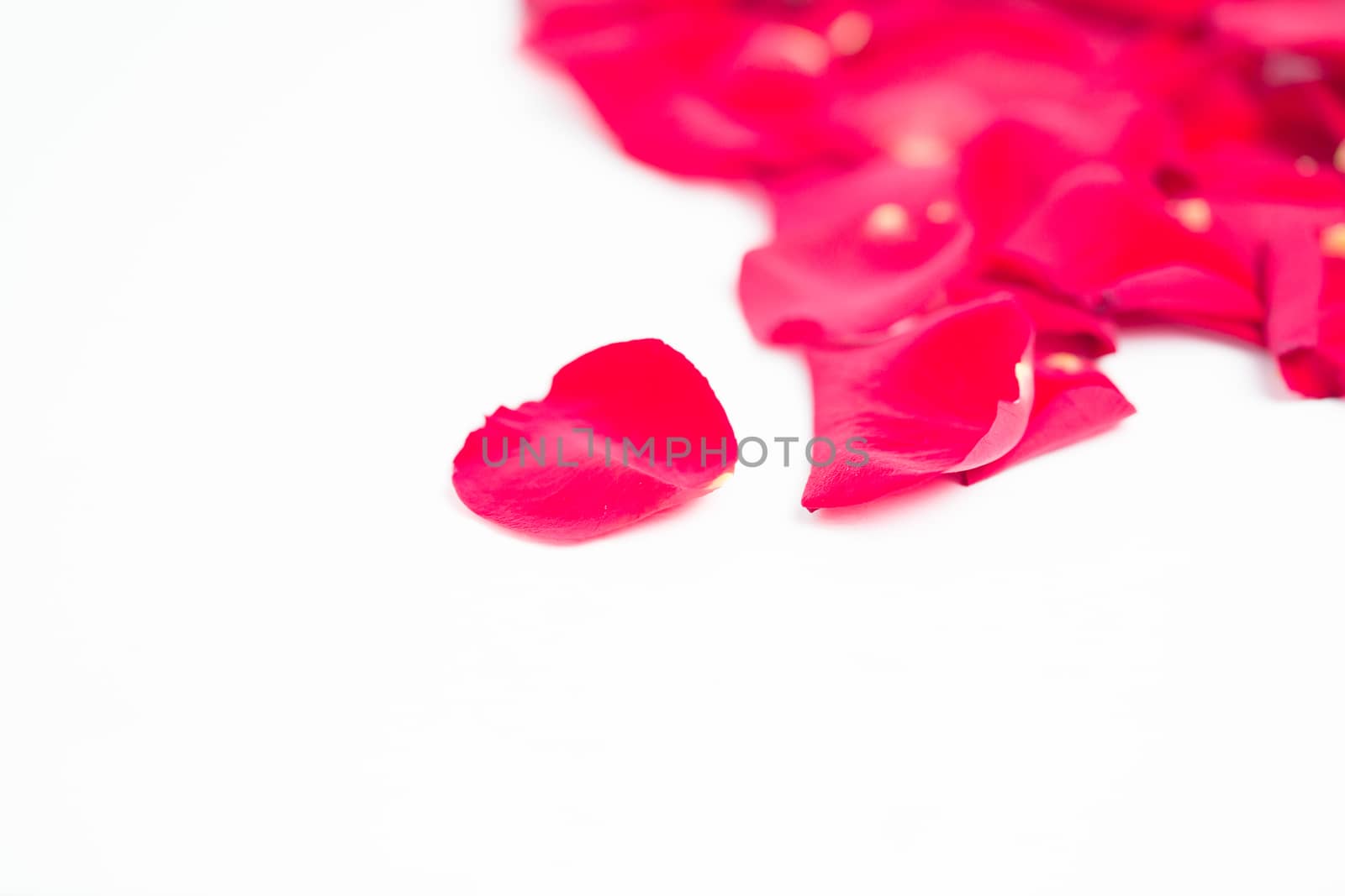 Pink rose petals lying on white background