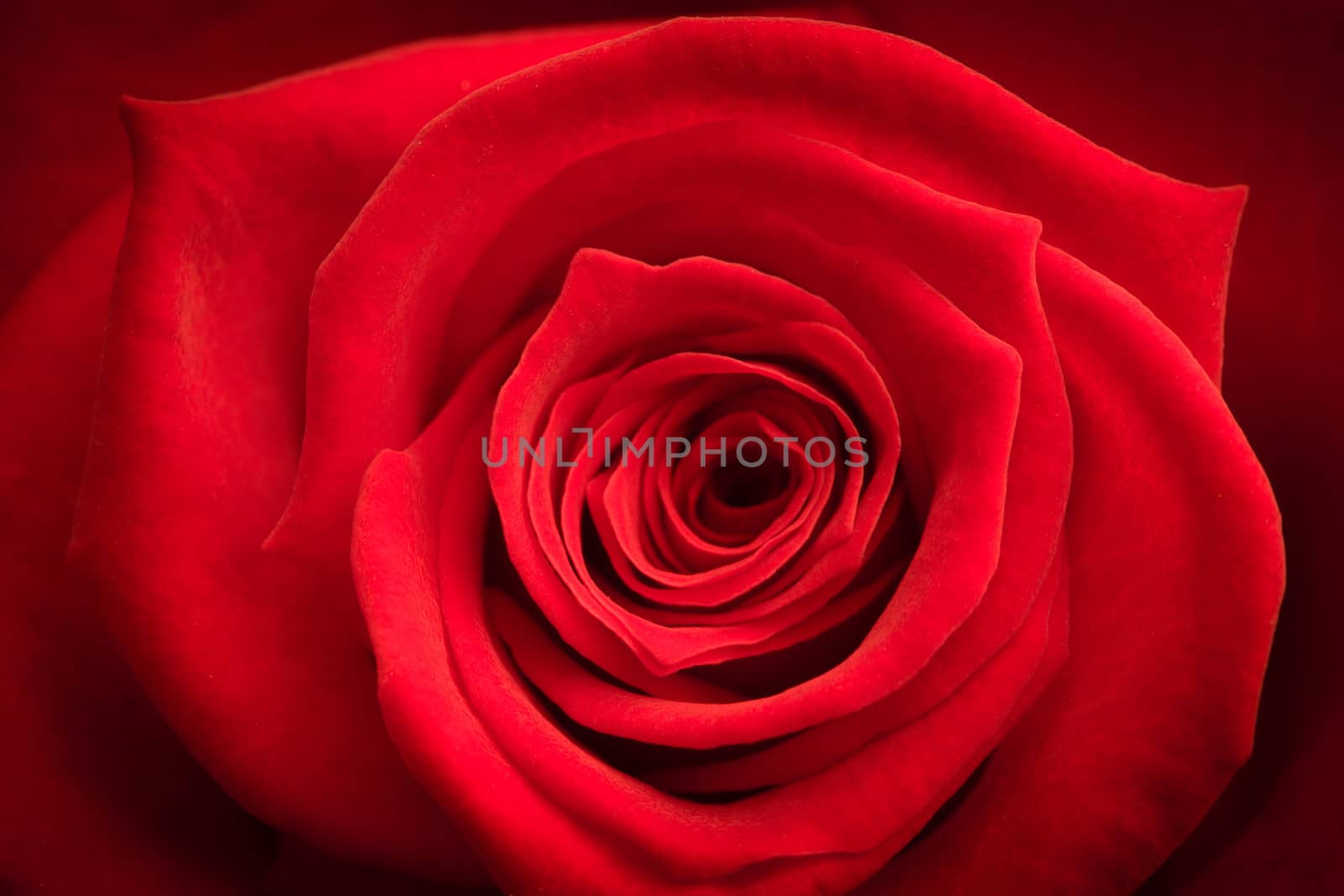 Close up of red rose by Wavebreakmedia