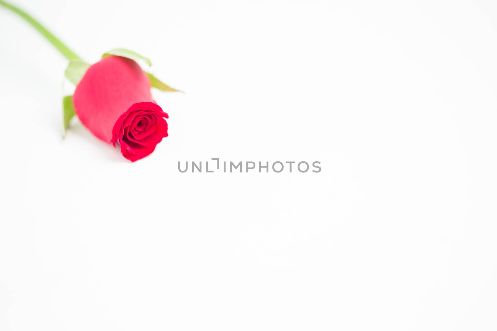 Romantic pink rose on white background