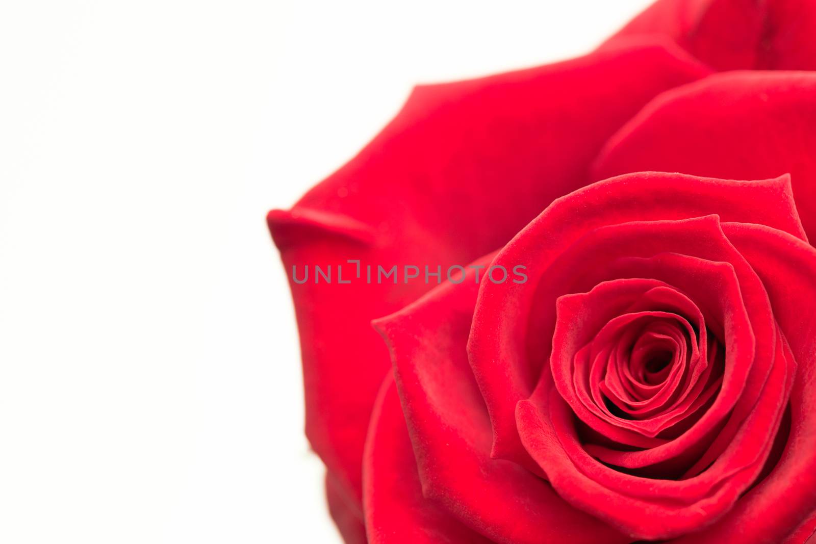 Closeup of pink rose on white background