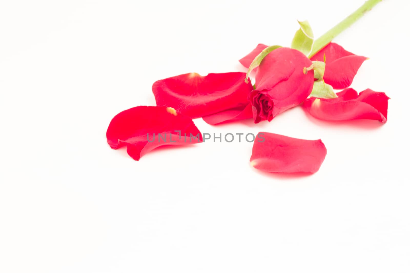 Pink rose with petals on white background