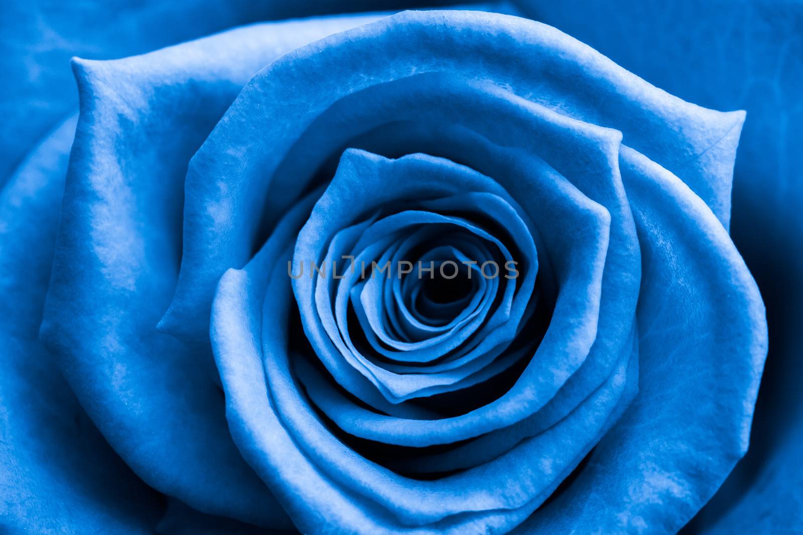 Close up of blue rose by Wavebreakmedia