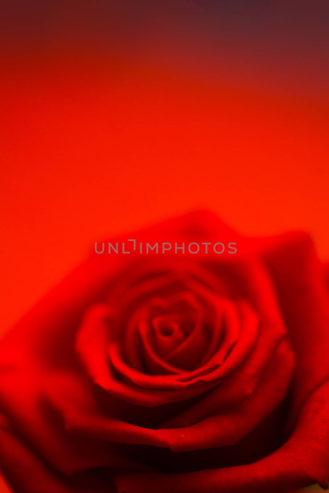 Blurred red rose on red background