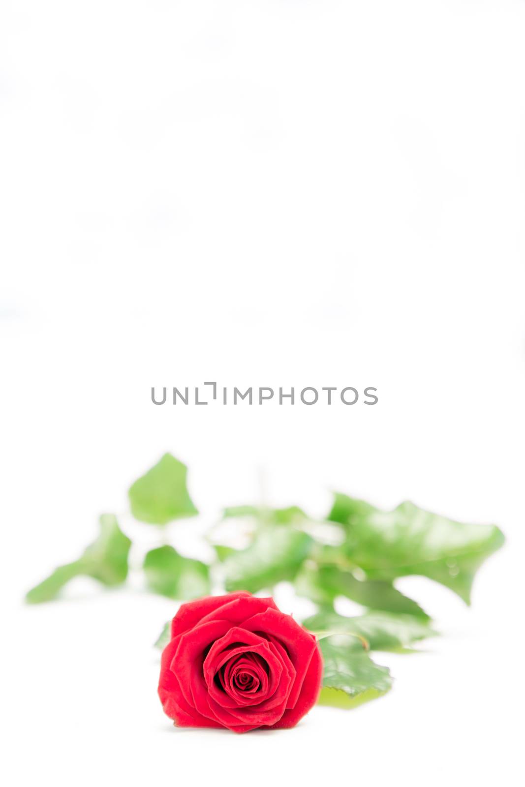 Red rose lying on a surface by Wavebreakmedia