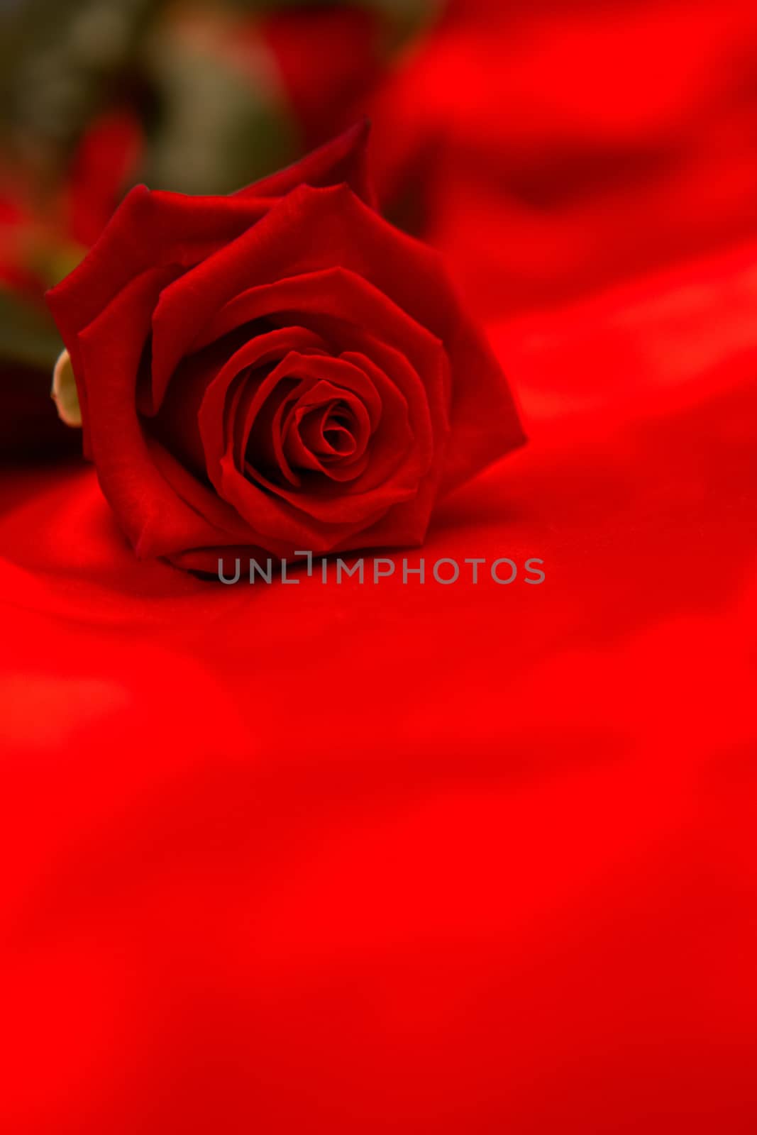 Red rose resting on red silk by Wavebreakmedia