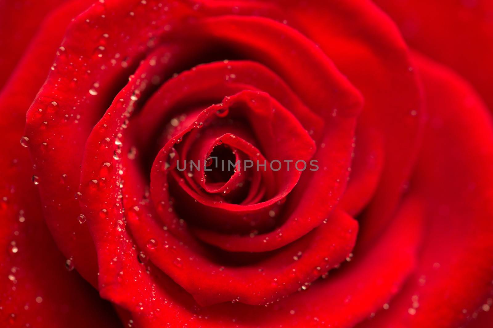 Zoom of red rose in bloom with dew drops 
