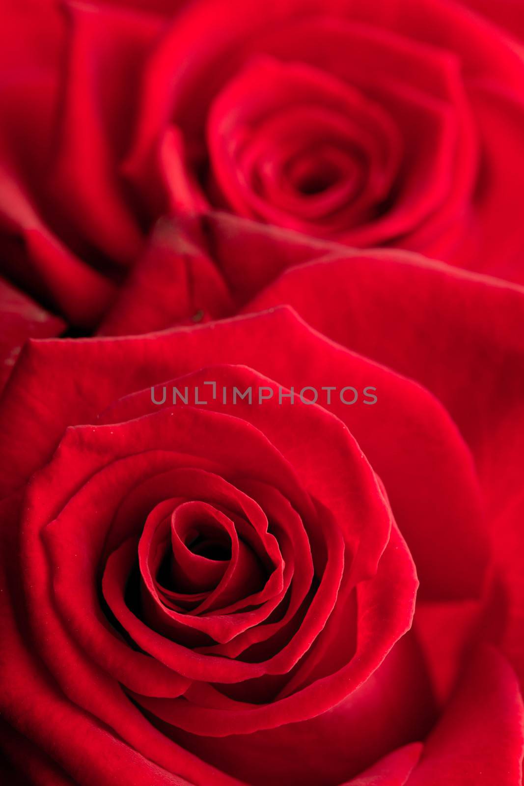 Close up of red roses by Wavebreakmedia
