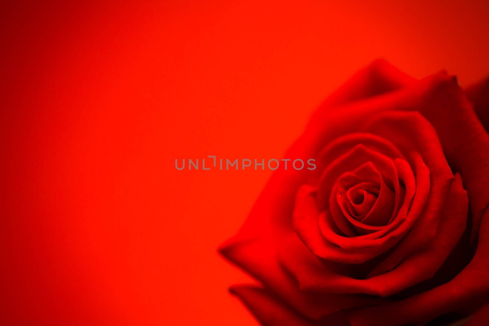 Red rose in bloom on red background