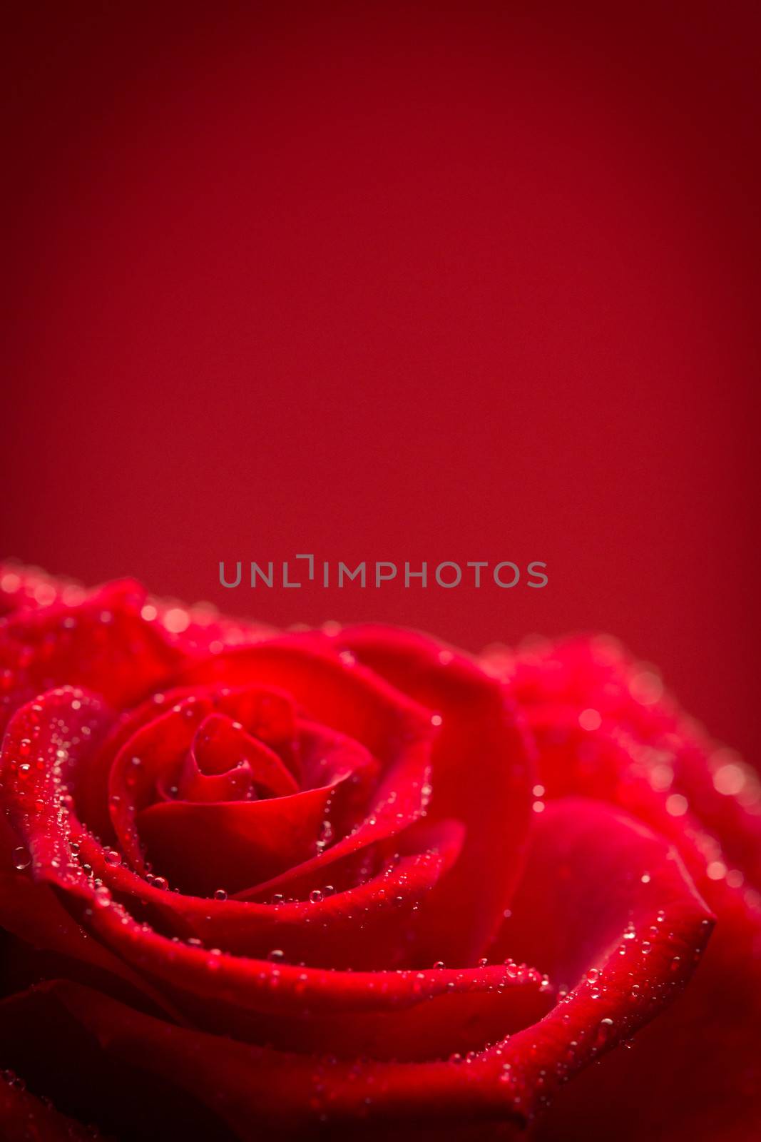 Red rose with rain drops by Wavebreakmedia