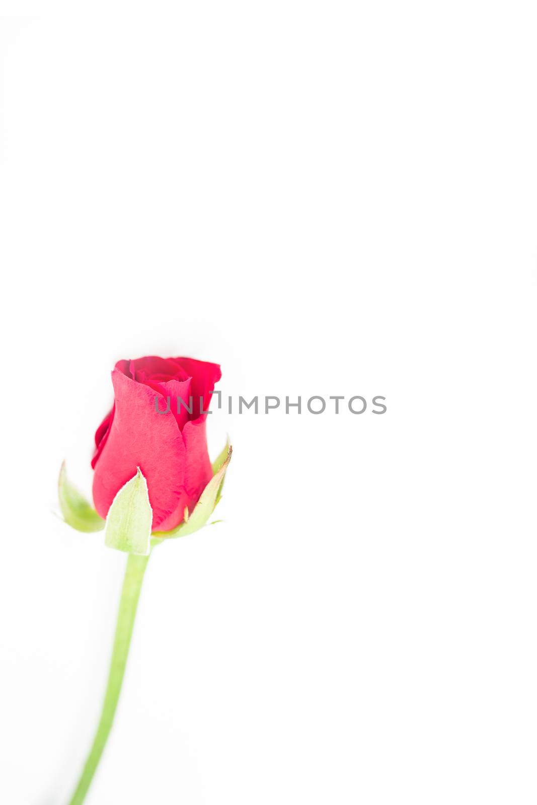 Pink rose by Wavebreakmedia