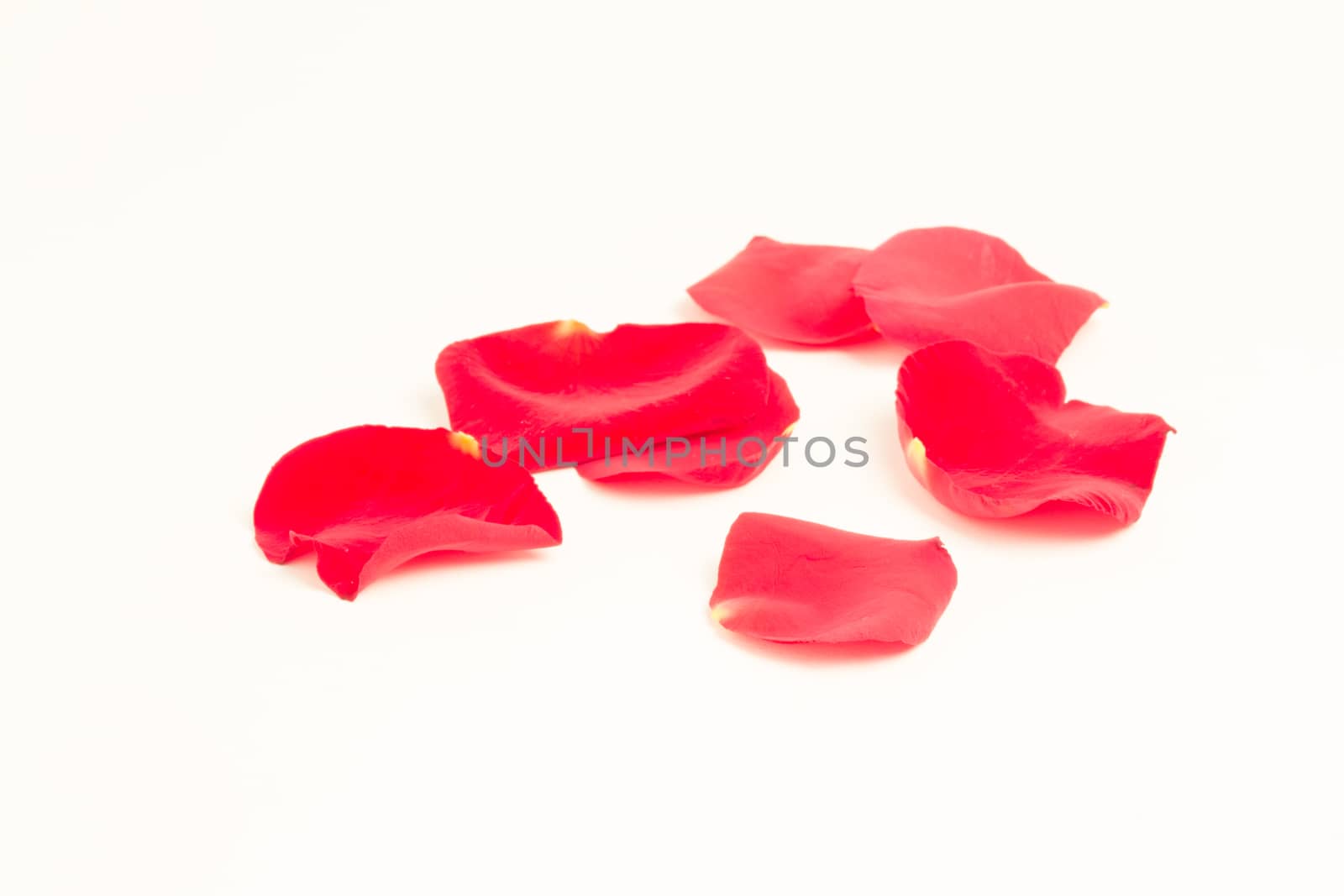 Scattered rose petals on white background