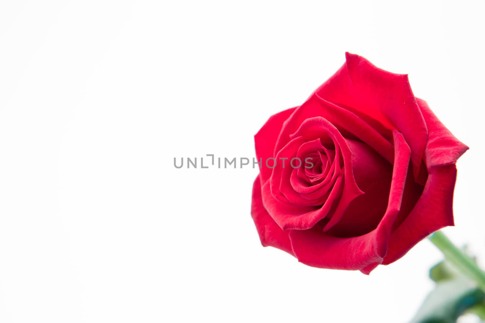 Blooming pink rose on white background