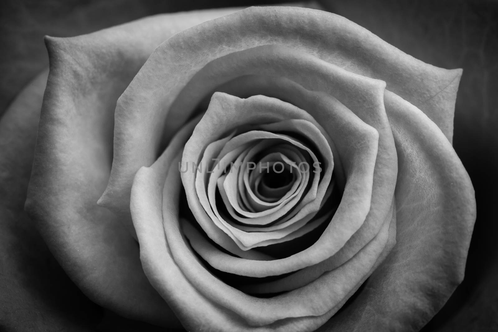 Blooming rose in black and white