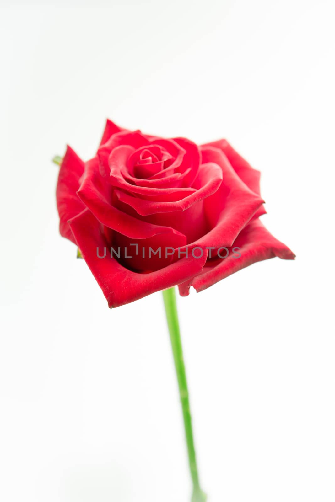 Red rose on stalk by Wavebreakmedia