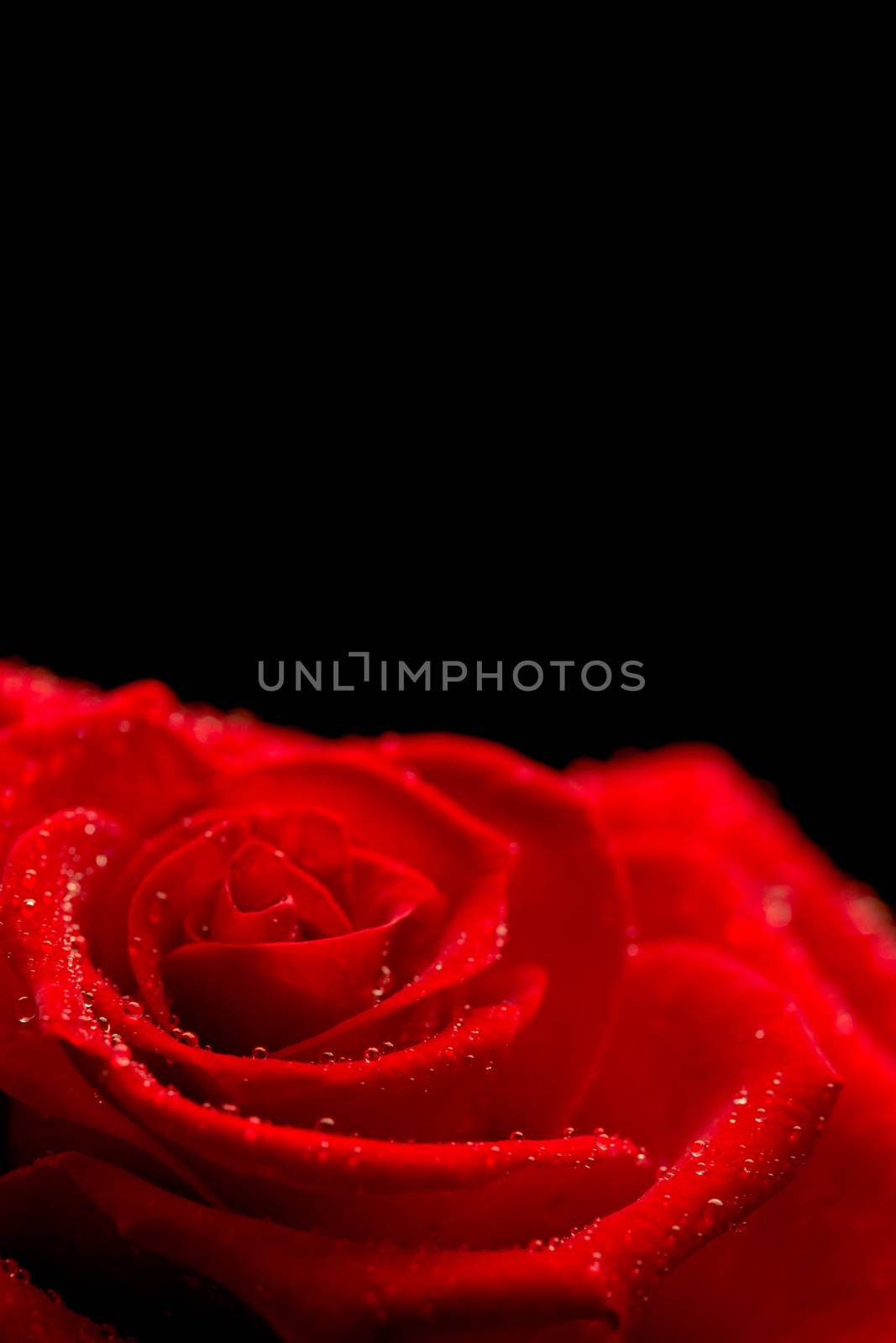 Red rose on black background by Wavebreakmedia