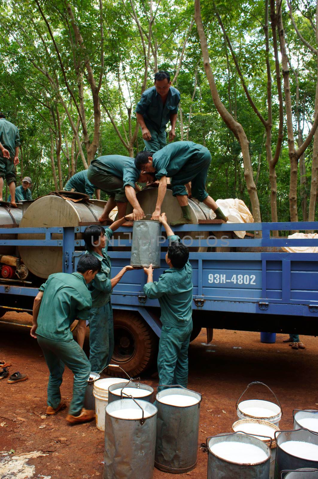 After weigh rubber latex, they move them to vehicle, transport to factory. Binh Phuoc,Viet Nam-  May 9, 2013