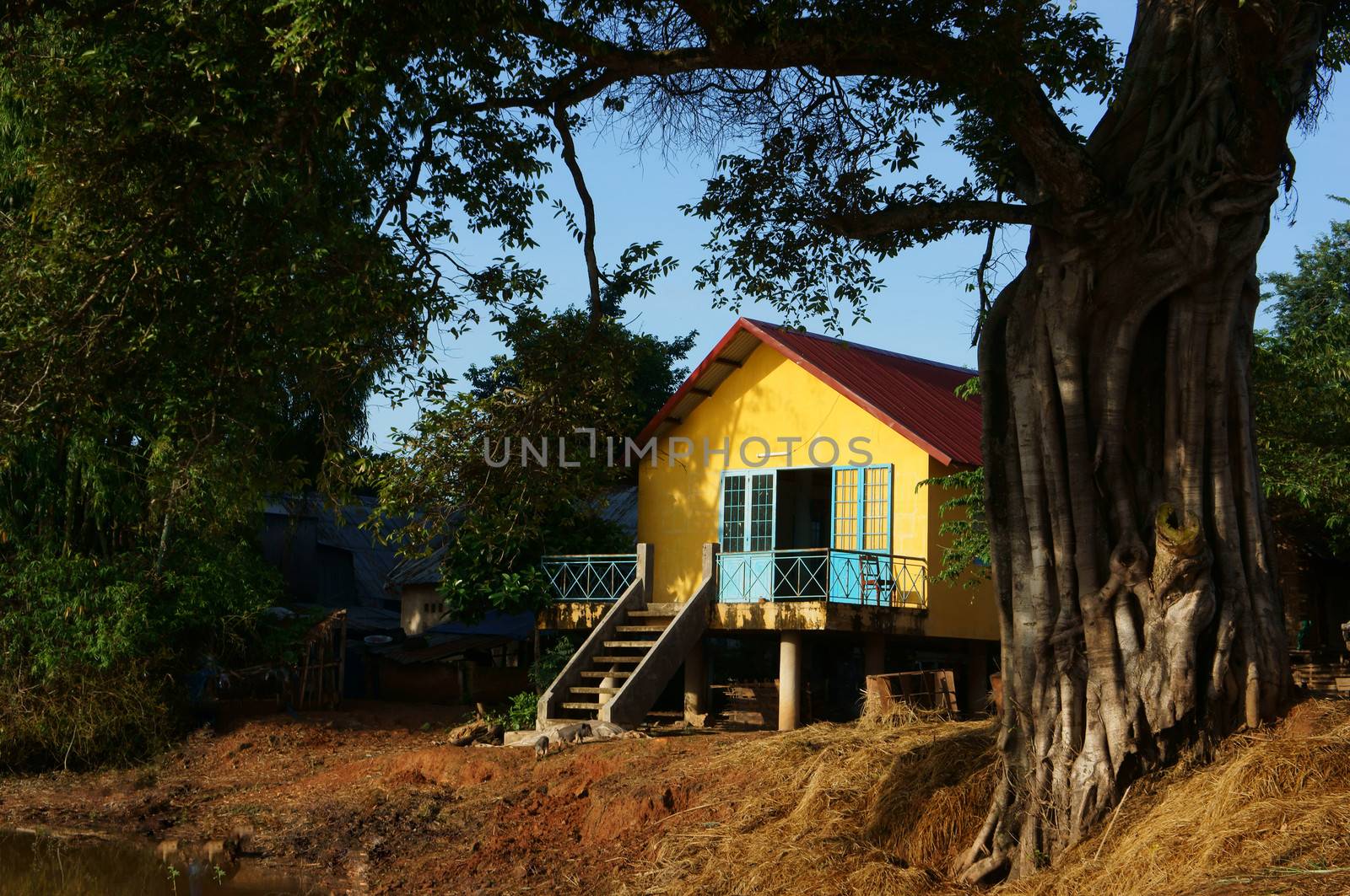 House on stilts under ancient tree by xuanhuongho