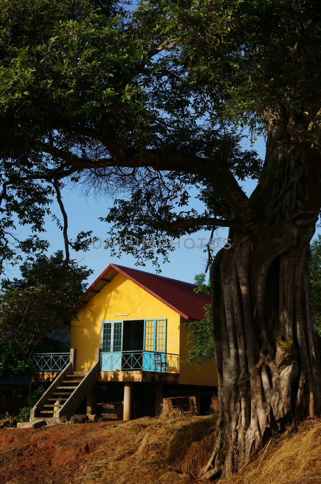 House on stilts in yellow, lay under ancient tree, foot of the tree very large, sunlight iluminate on the wall remarkable yellow wall